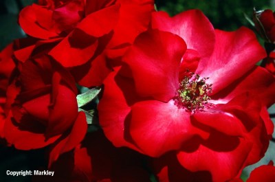 Rosa 'Stadt Eltville' -R-