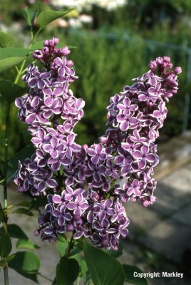 Syringa vulgaris 'Sensation'