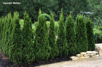 Thuja occidentalis 'Smaragd'