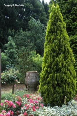 Thuja orientalis 'Aurea'