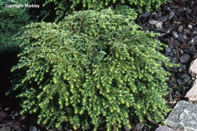 Tsuga canadensis 'Jeddeloh'
