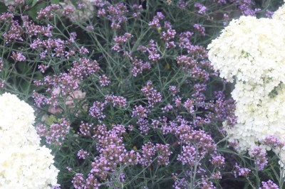 verbena_bonariensis_lollipop