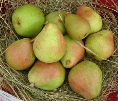 Pyrus com. 'Vereinsdechant Birne'