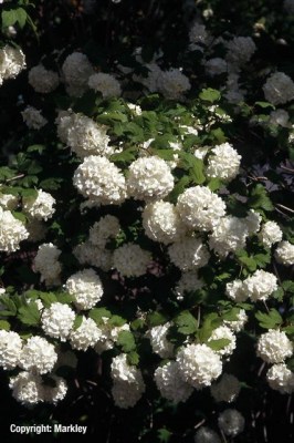 Viburnum opulus 'Sterile'