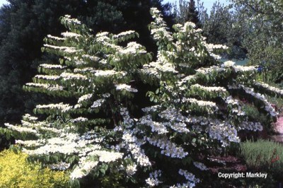 Viburnum plicatum 'Watanabe'