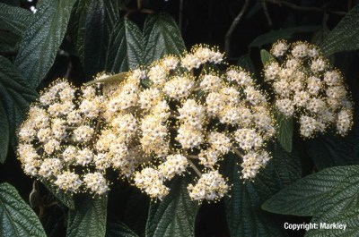 Viburnum rhytidophyllum