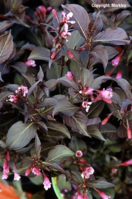 Weigela florida 'Alexandra'