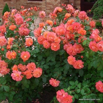 Rosa 'Westerland' -R-