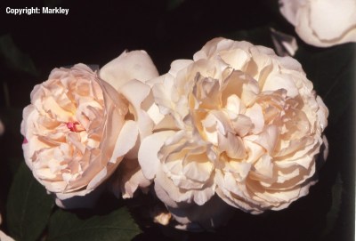 Rosa 'Winchester Cathedral' -R-