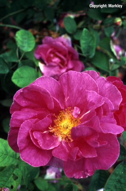 Rosa gallica officinalis