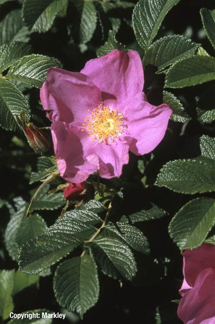 Rosa rugosa