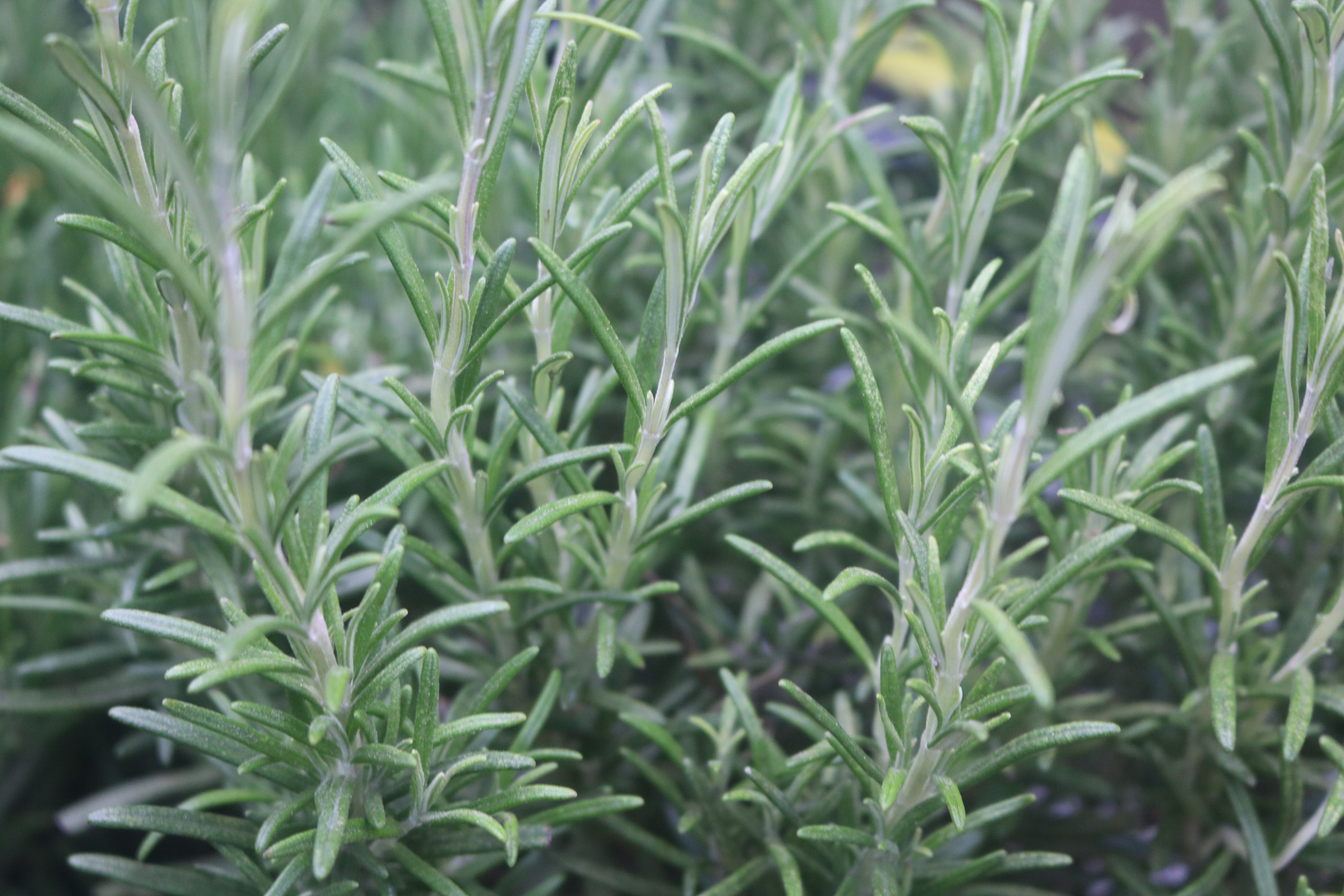 Keine Abbildung zugeordnet