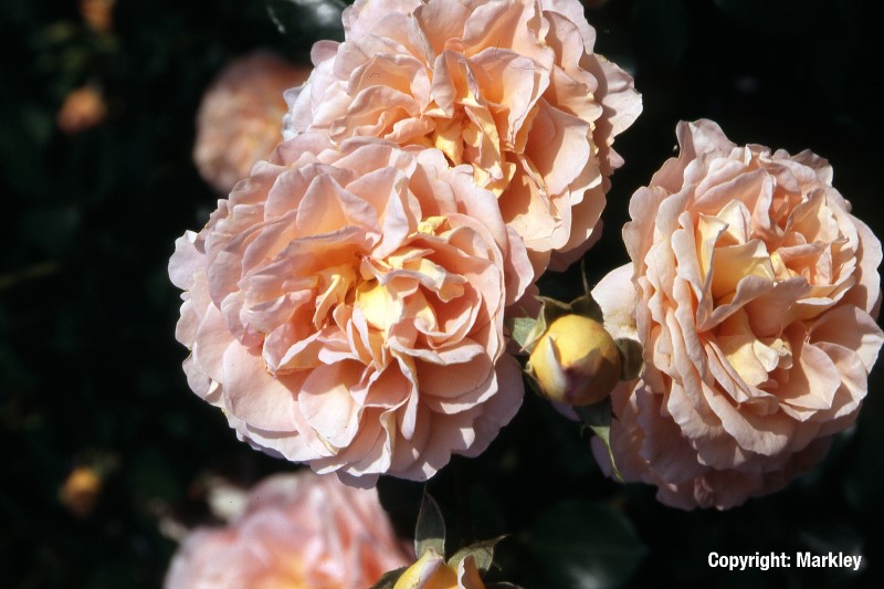 Rosa 'Sangerhäuser Jubiläumsrose' -R-