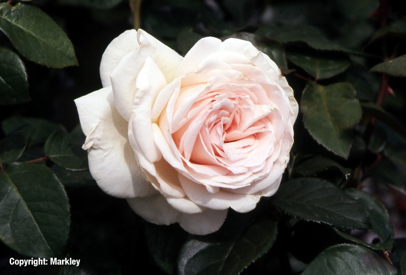 Rosa 'Schloss Ippenburg' -R-