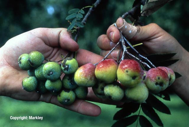 Sorbus domestica