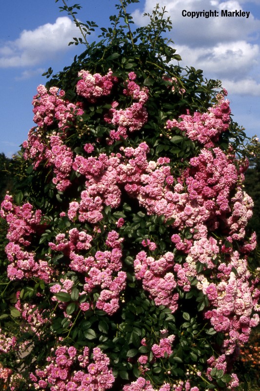 Rosa 'Super Dorothy' -R-