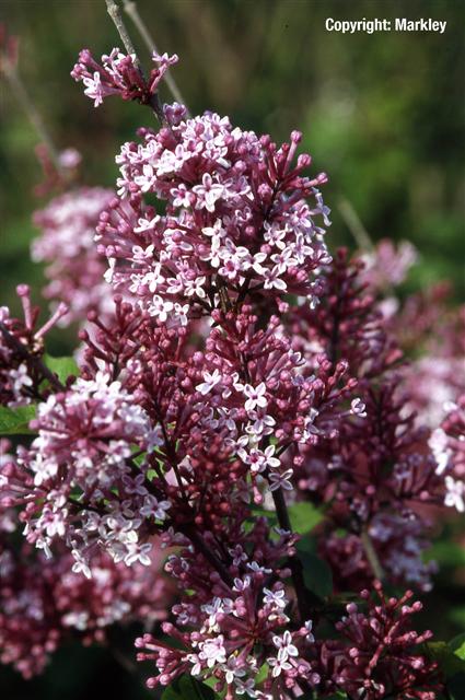 Syringa meyeri 'Josee'
