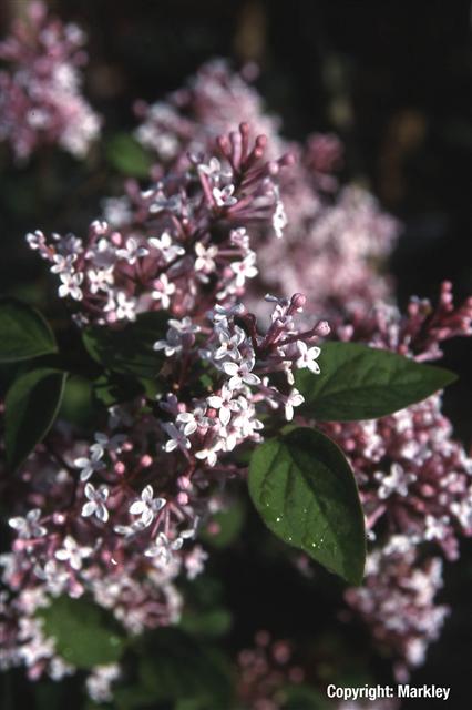 Syringa microphylla 'Superba'