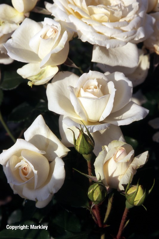 Rosa 'Tchaikovski' -R-