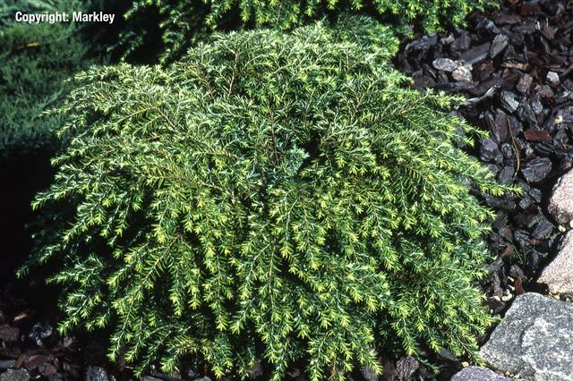 Tsuga canadensis 'Jeddeloh'