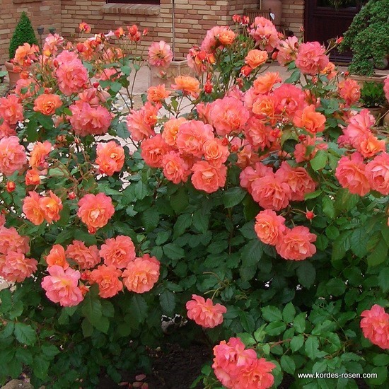 Rosa 'Westerland' -R-