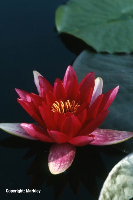 Keine Abbildung zugeordnet 