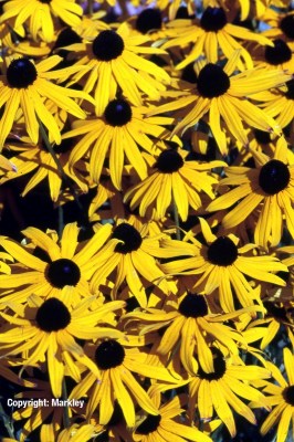 rudbeckia_fulgida_var_sullivantii_goldsturm4